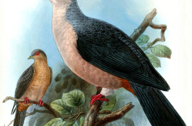 Buru Mountain Pigeon