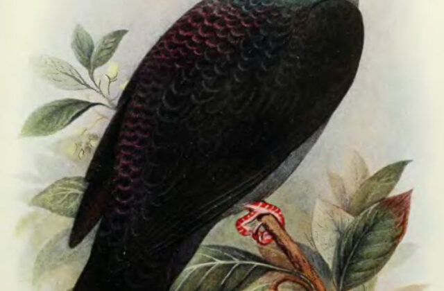 Andaman Wood Pigeon