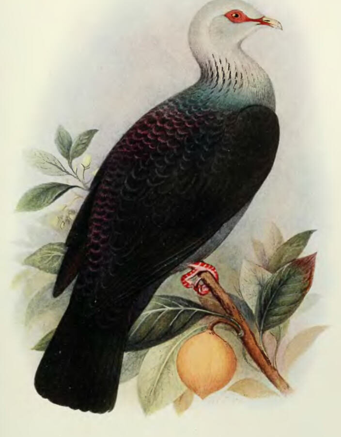 Andaman Wood Pigeon
