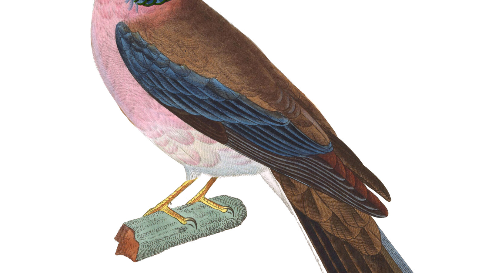 Philippine Collared Dove