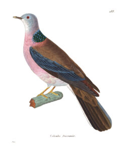Philippine Collared Dove
