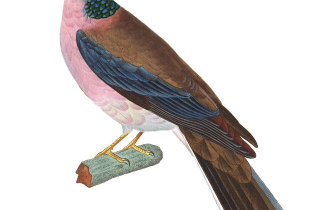 Philippine Collared Dove