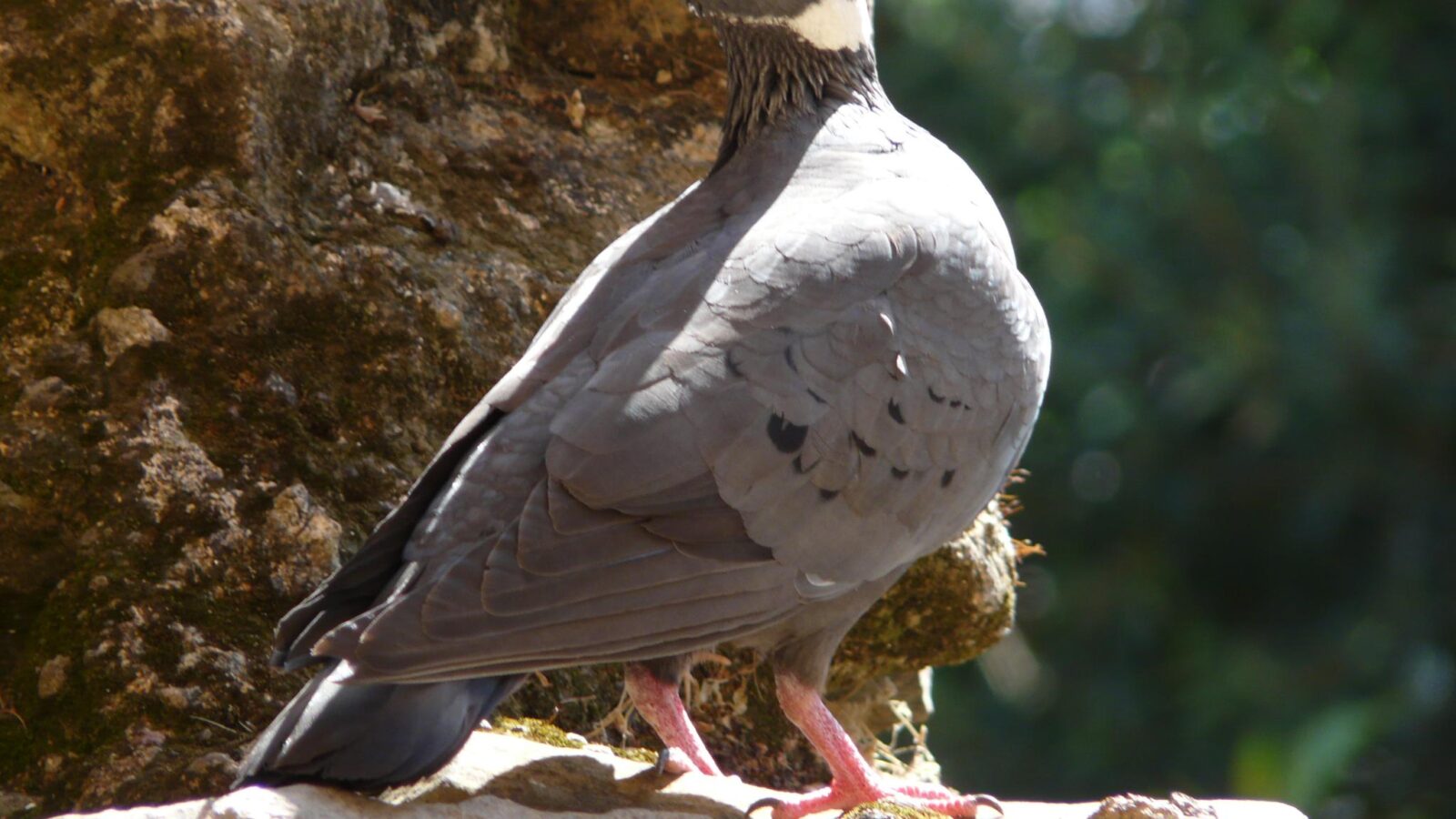 White-collared Pigeon