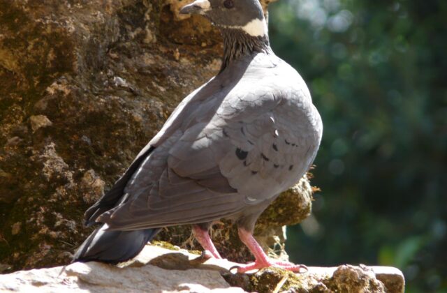 White-collared Pigeon