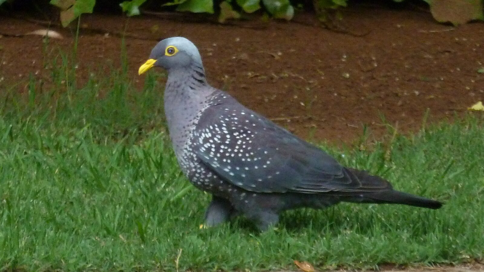 African Olive Pigeon