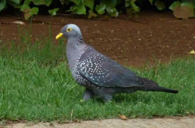 African Olive Pigeon