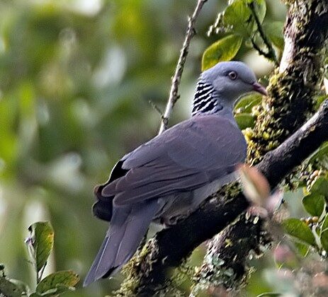 Nilgiri Wood Pigeon