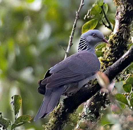 Nilgiri Wood Pigeon