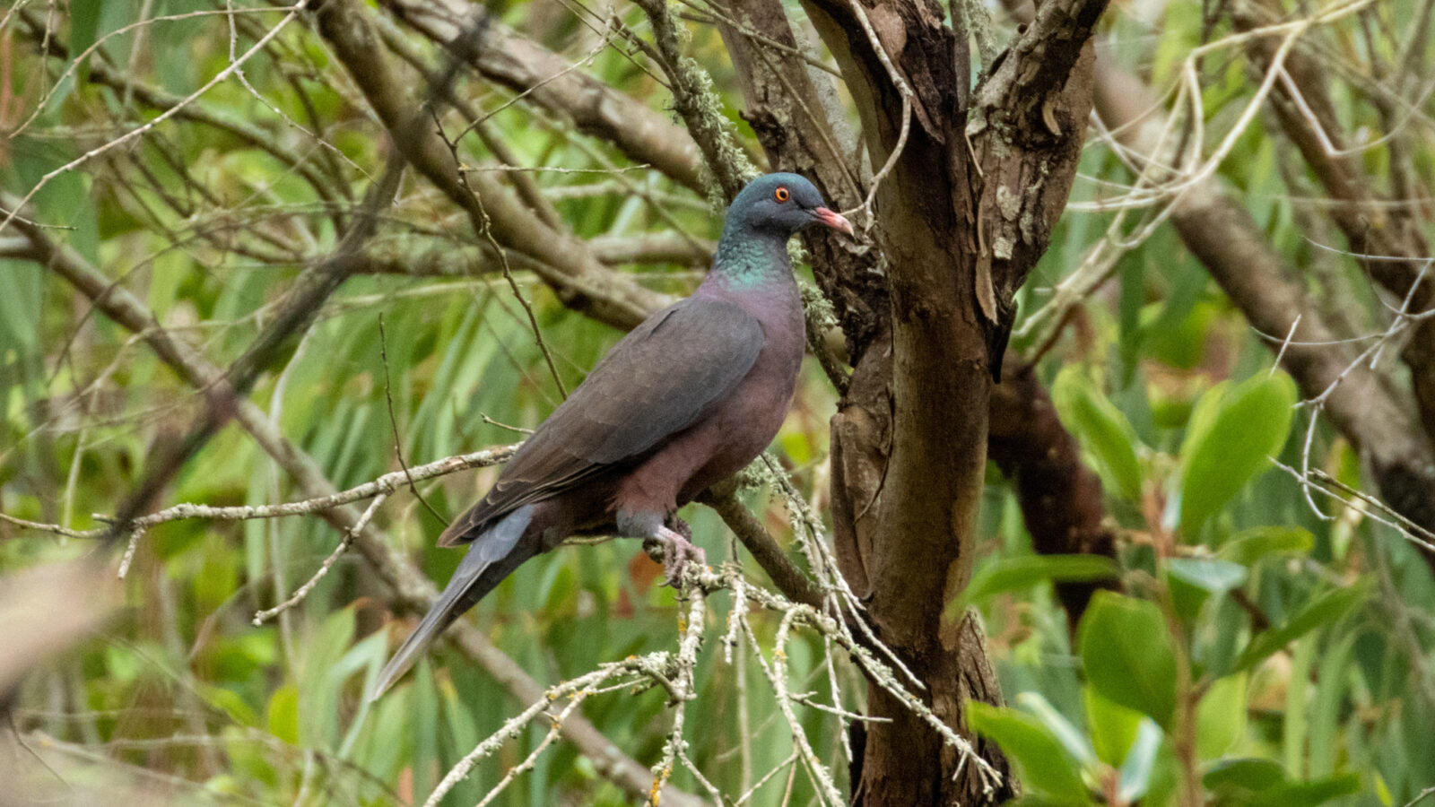 Laurel Pigeon
