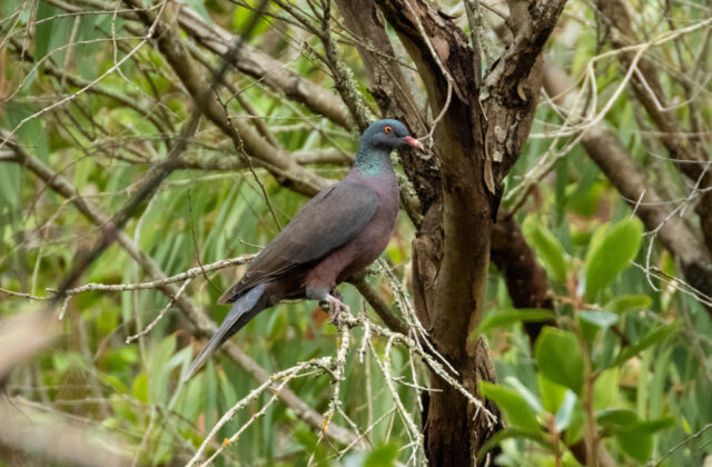 Laurel Pigeon
