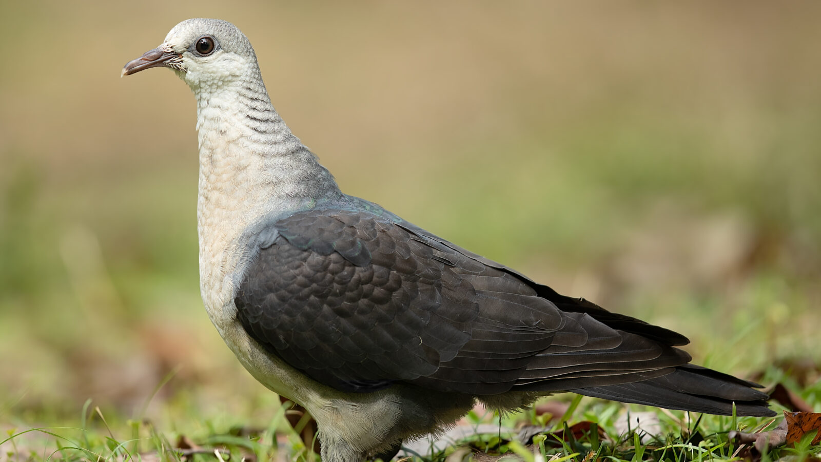 White-headed Pigeon