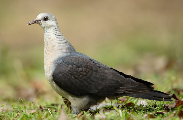 White-headed Pigeon