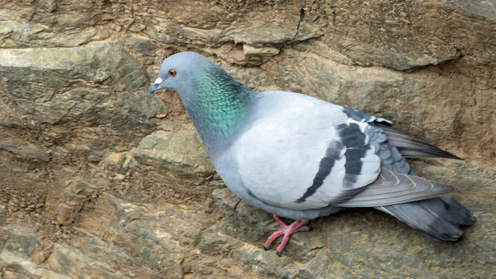Rock Dove