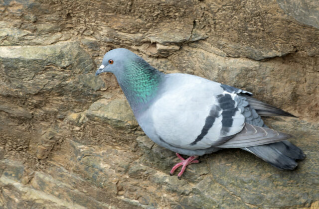 Rock Dove
