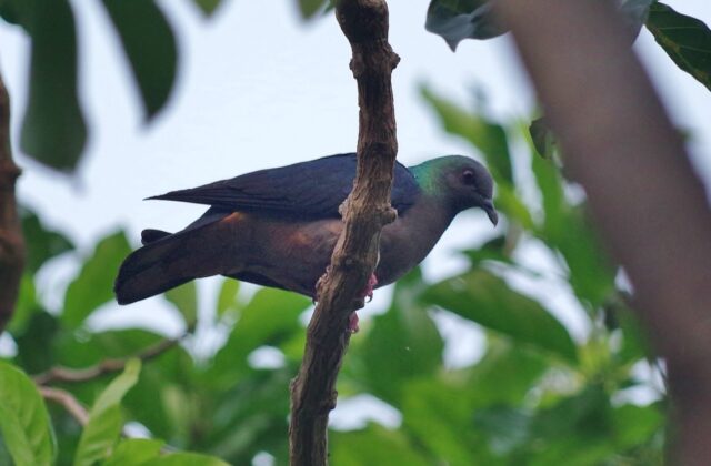 Island Bronze-naped Pigeon