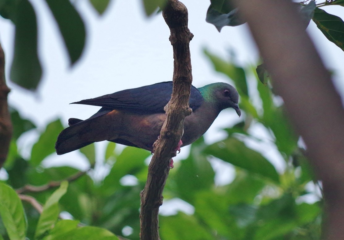 Island Bronze-naped Pigeon