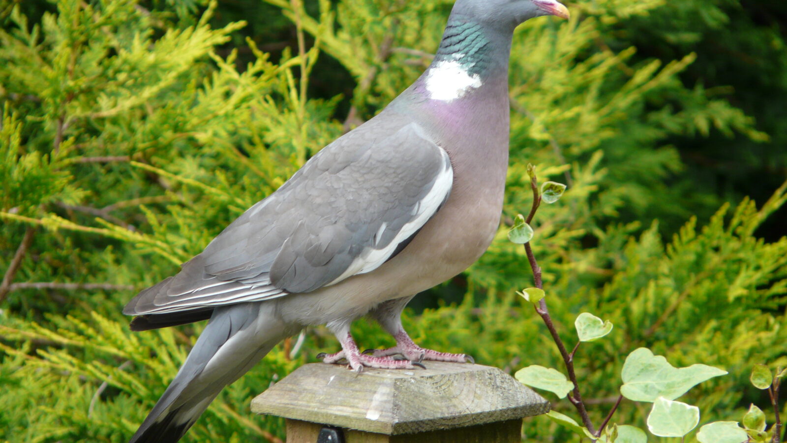 Common Wood Pigeon