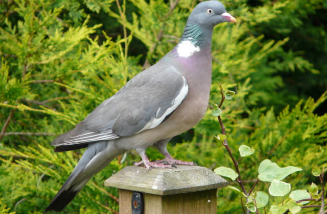 Common Wood Pigeon
