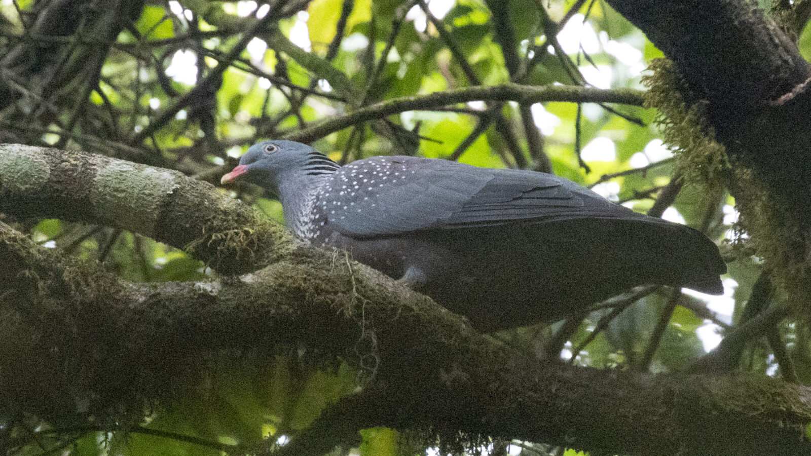 Cameroon Olive Pigeon