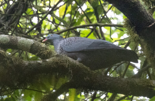 Cameroon Olive Pigeon