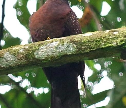 Sao Tome Olive Pigeon