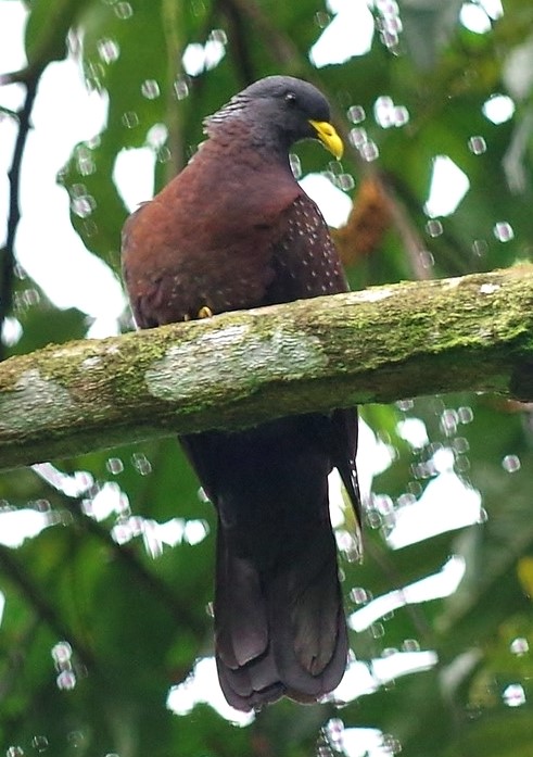 Sao Tome Olive Pigeon