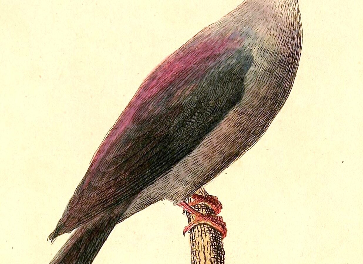 Bonin Wood Pigeon