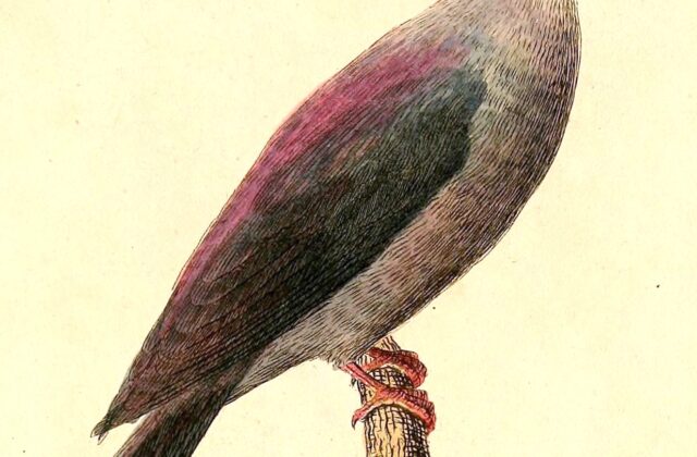 Bonin Wood Pigeon
