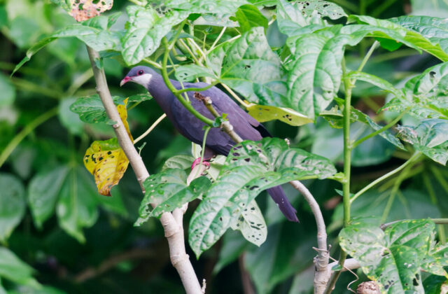 Metallic Pigeon