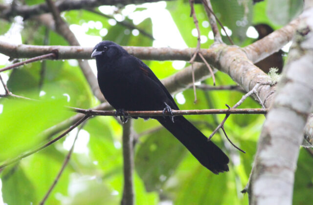 Colombian Mountain Grackle