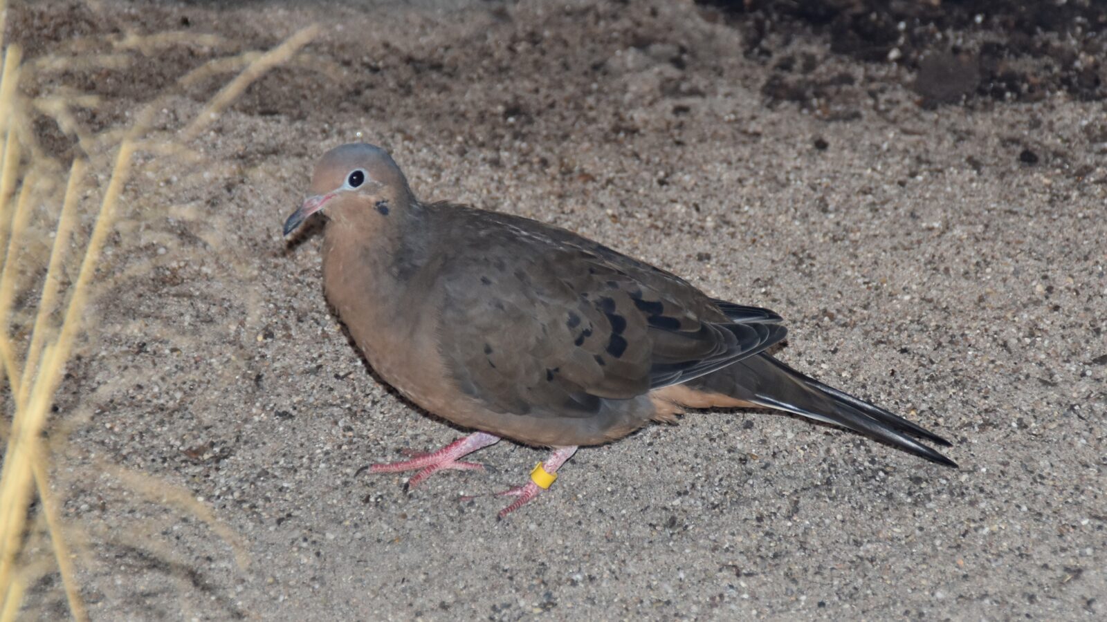 Socorro Dove