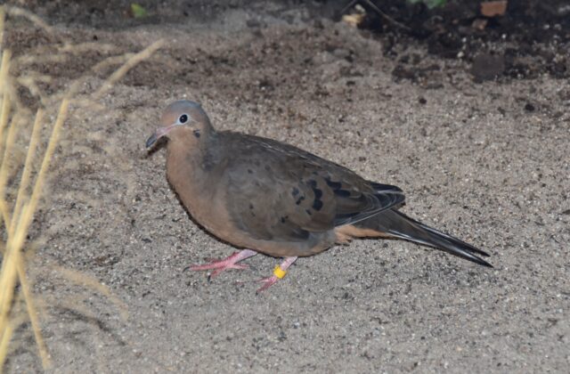 Socorro Dove