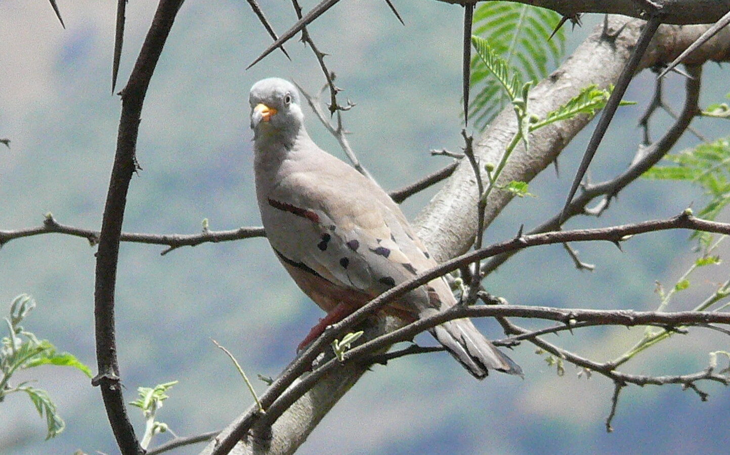 Croaking Ground Dove