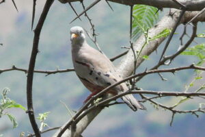 Croaking Ground Dove