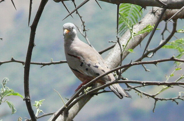 Croaking Ground Dove