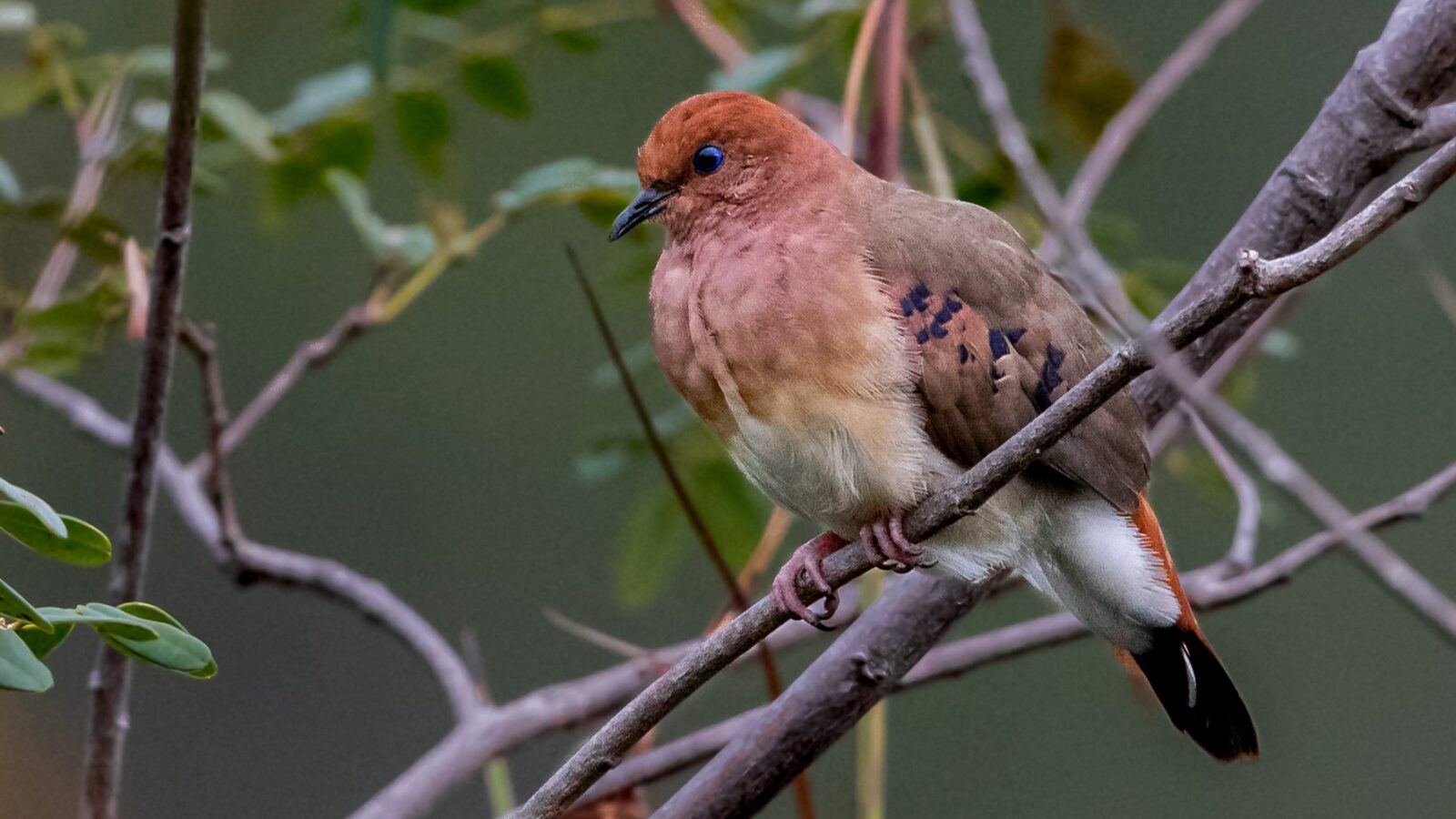 Blue-eyed Ground Dove