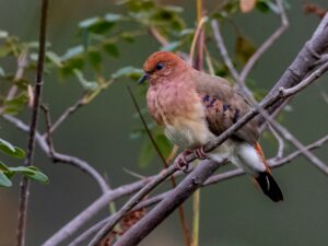 Blue-eyed Ground Dove