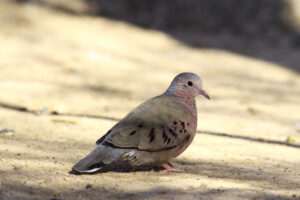 Common Ground Dove