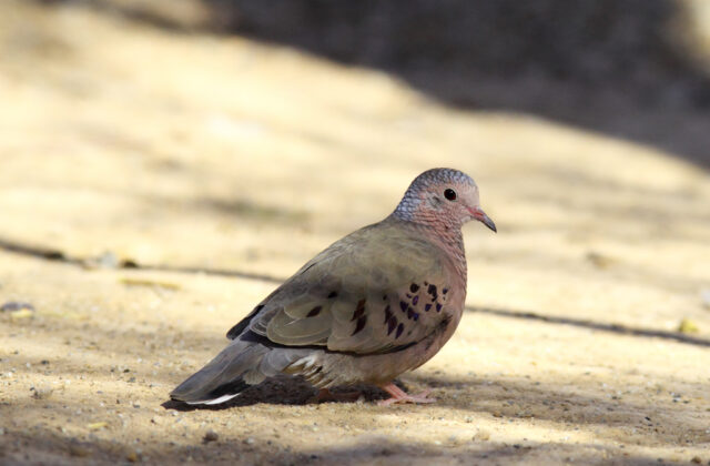 Common Ground Dove