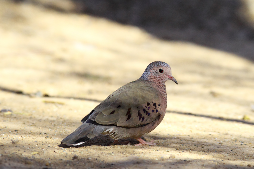 Common Ground Dove