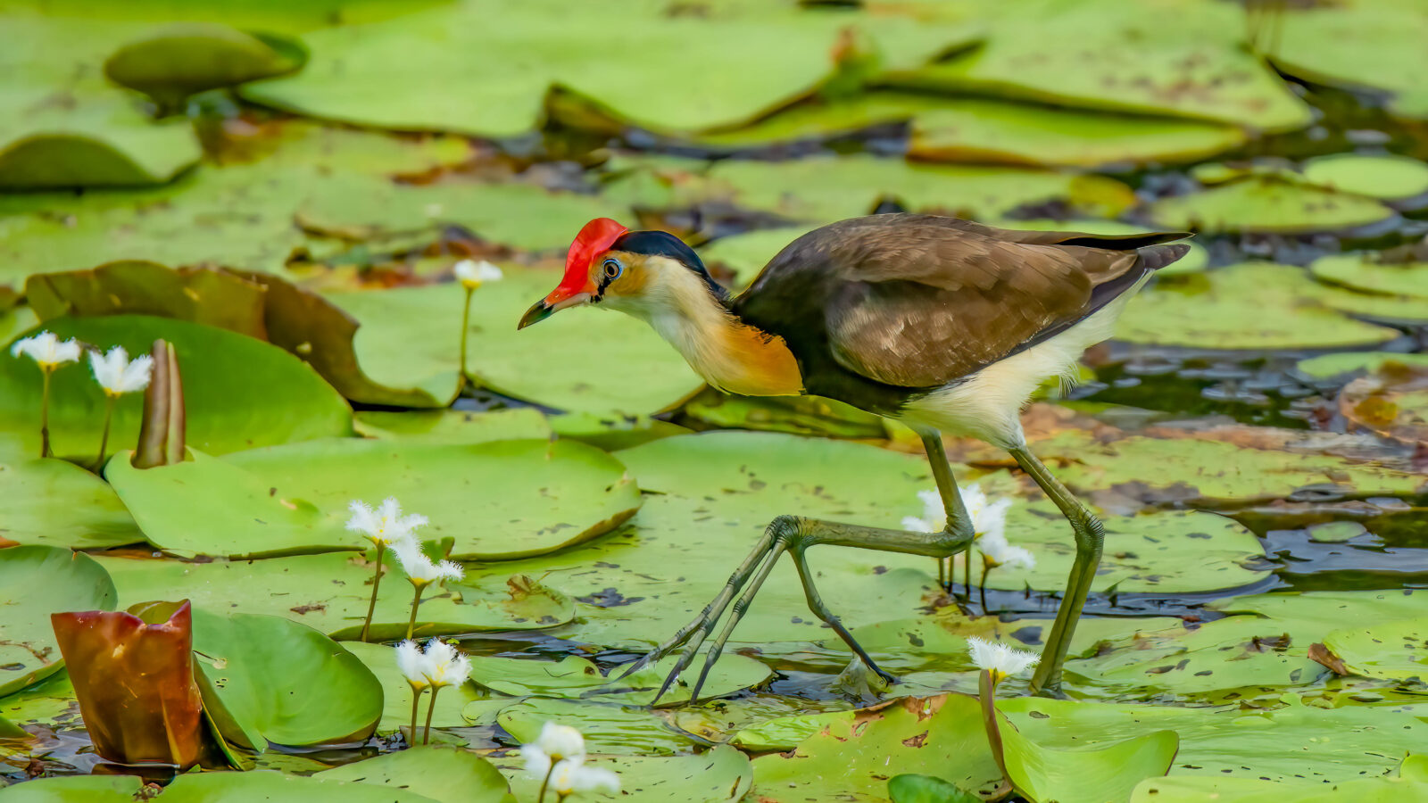 Comb-crested Jacana