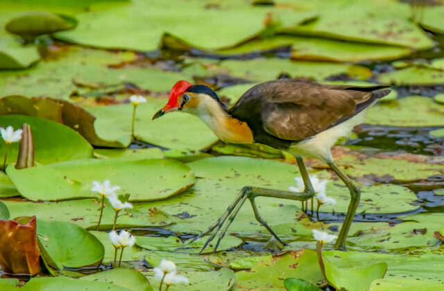 Comb-crested Jacana