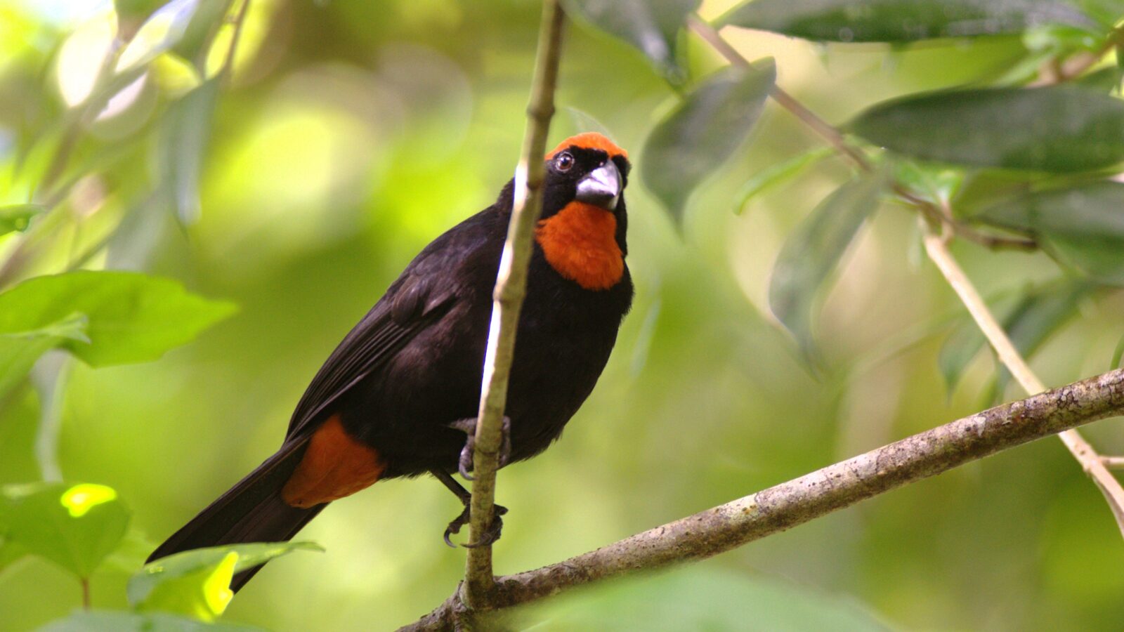 Puerto Rican Bullfinch