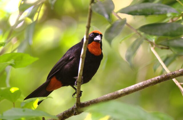 Puerto Rican Bullfinch