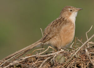 Common Babbler