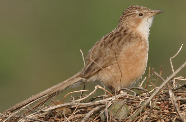 Common Babbler