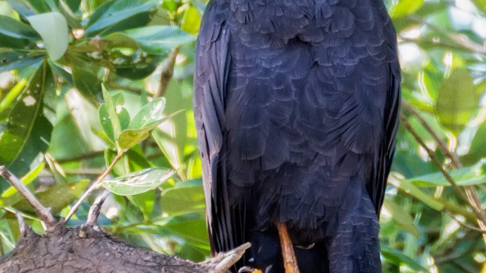 Common Black Hawk