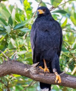 Common Black Hawk