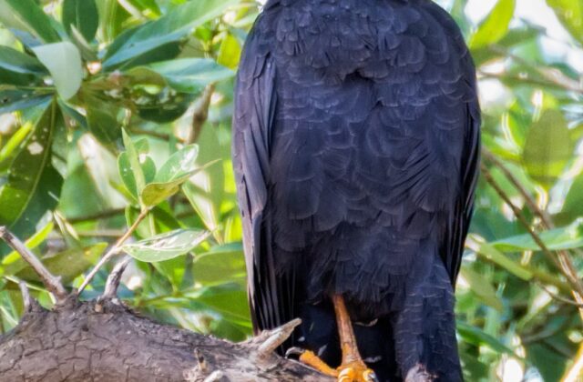 Common Black Hawk