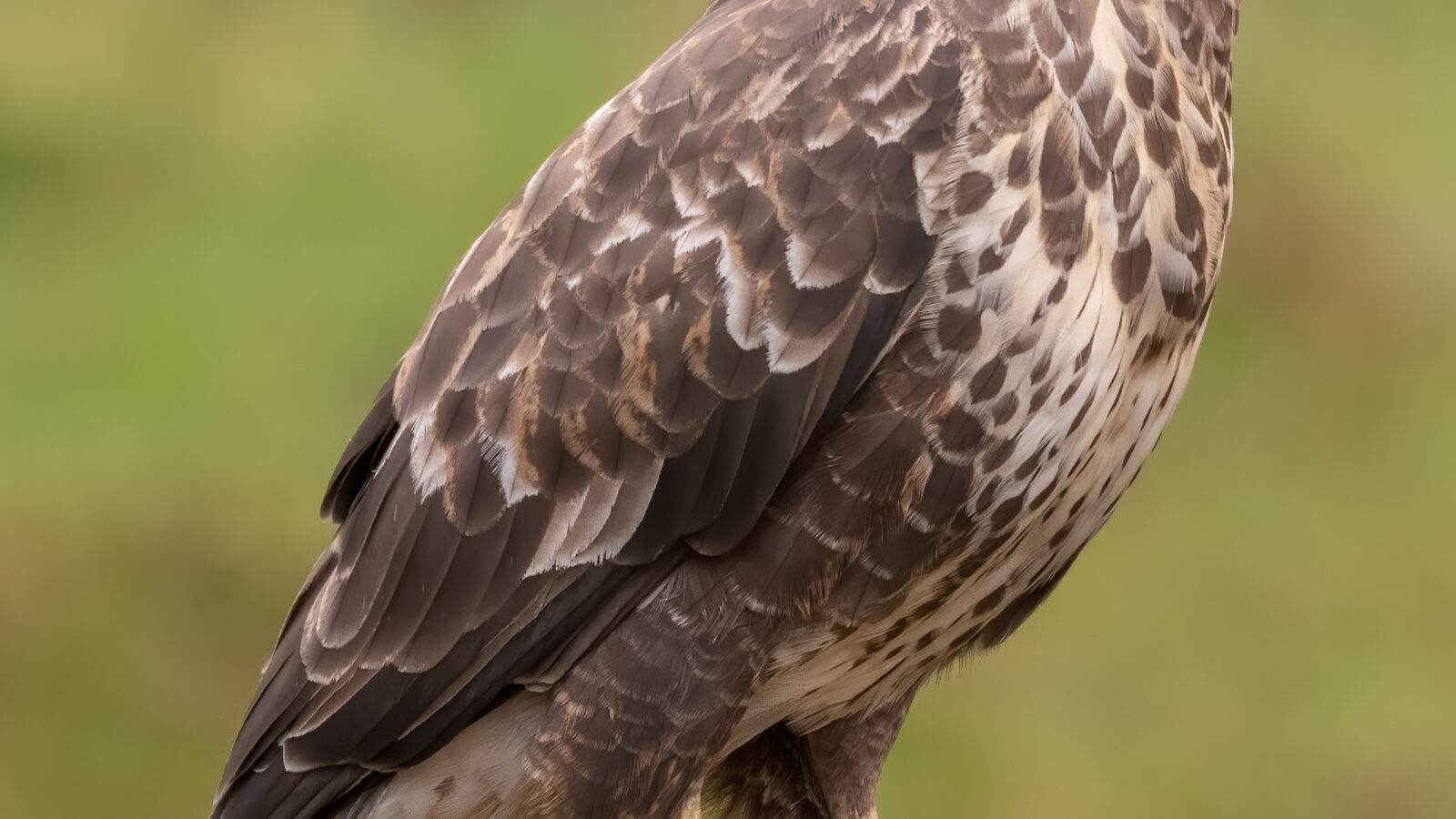 Common Buzzard